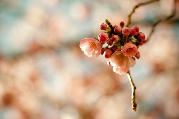 Hermosa foto de flores de primavera en el árbol