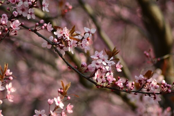 Cerezas de colores en una rama de árbol