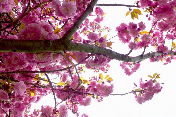 Cherry tree flowers in spring