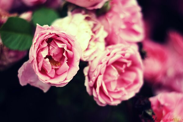 Blumenstrauß aus zarten rosa Rosen