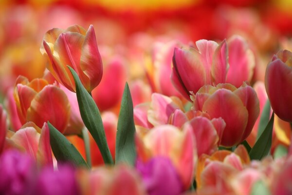 Rare tulips in the flower garden