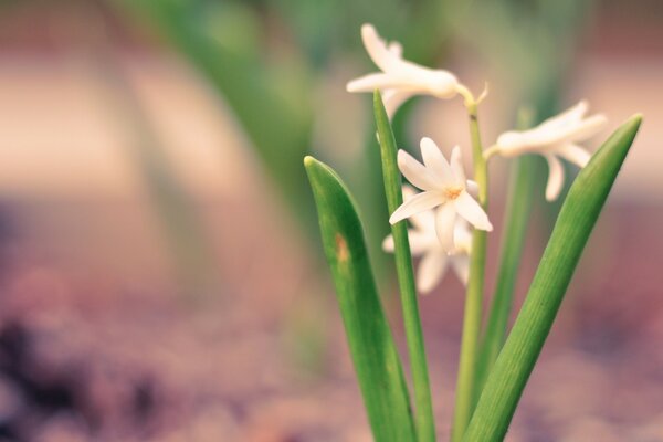 Delicate white spring flower