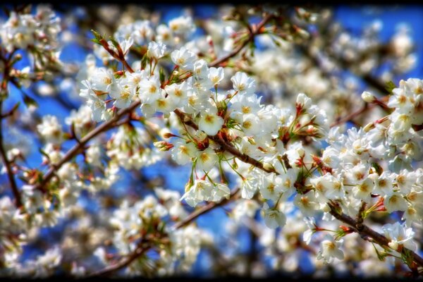 Weiße Kirschblüten und blauer Himmel