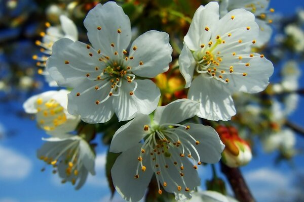 White flowers with five petals three flowers in the foreground blurred background in the background blue sky with clouds