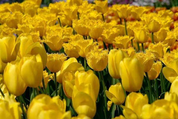 The glade of yellow tulips is like a carpet of flowers