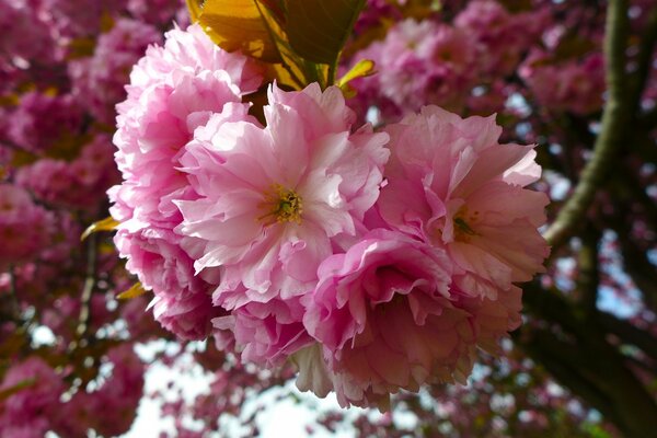 Pink double flowers with a brown leaf