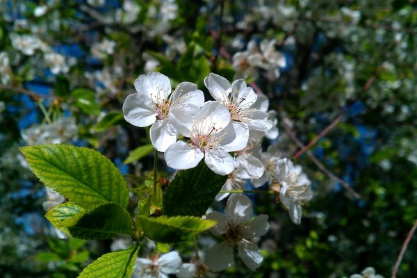 Frühlingserwachen der Natur durch Blüte