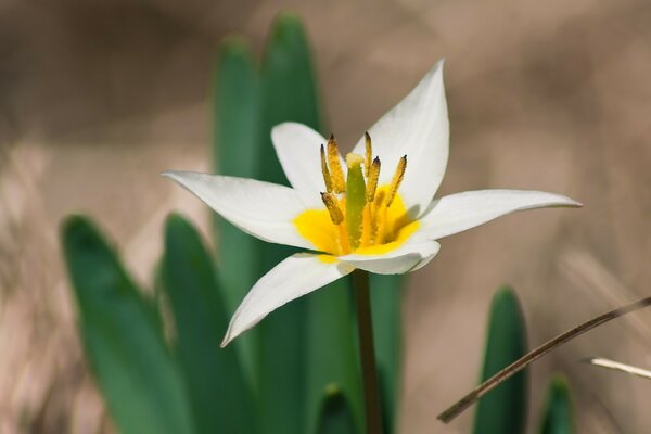 Fleur de printemps dans la nature. Flore