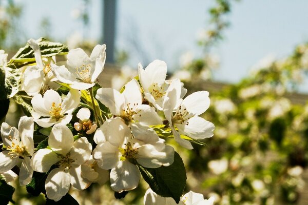 Spring flowering of trees. Nature