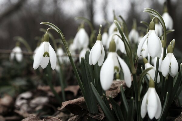 Campanillas blancas a principios de primavera