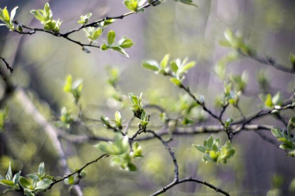 Frühlingsweiches Erwachen des Baumes