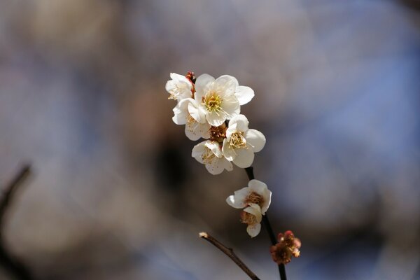 Spring cherry tree flowers on a blurry background