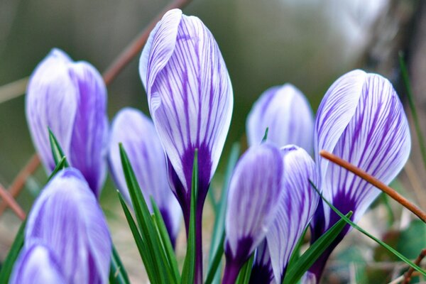 Flores moradas en la naturaleza. Es primavera