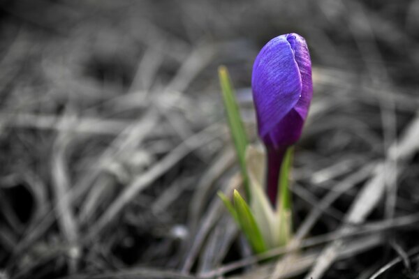 Lila Frühlingsblume mit dünnen Blättern