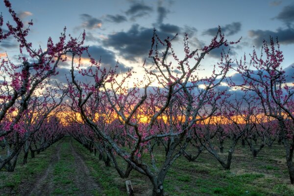 Jardim florido da primavera ao pôr do sol