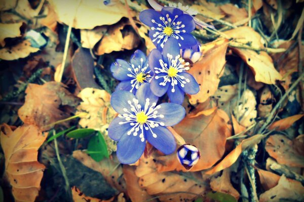 Autumn beautiful flowers in the forest