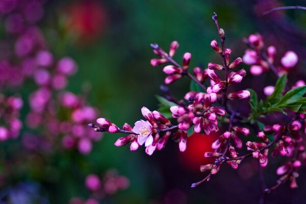 Imagen de una rama de árbol en flor