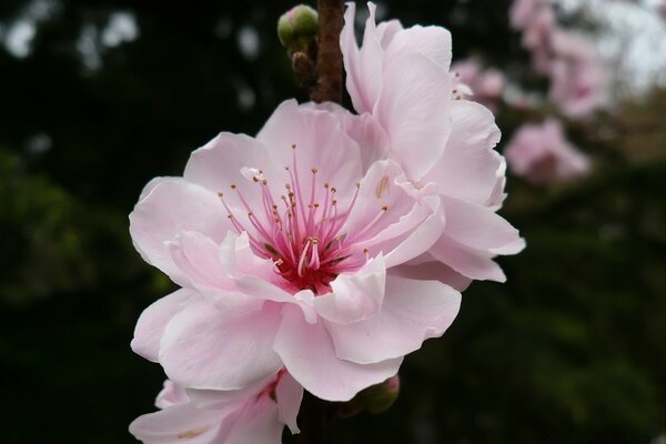 Pink cherry blossoms close up