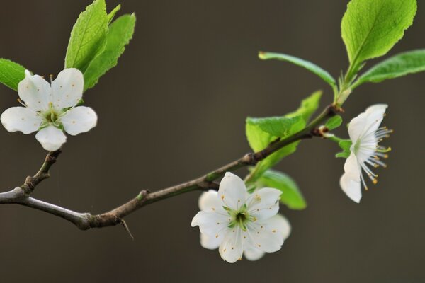 Three apple blossoms on a twig