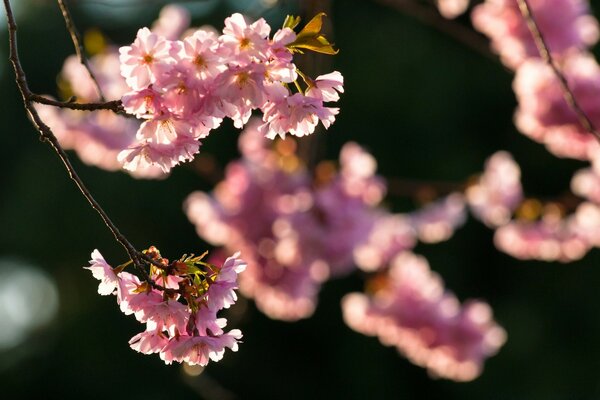 Pink flowers on a black background