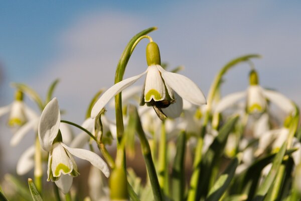 Beautiful white flowers in nature