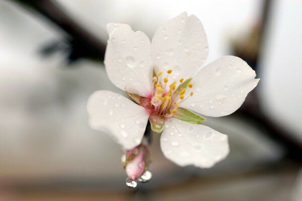 Weiße Blume auf verschwommenem Hintergrund