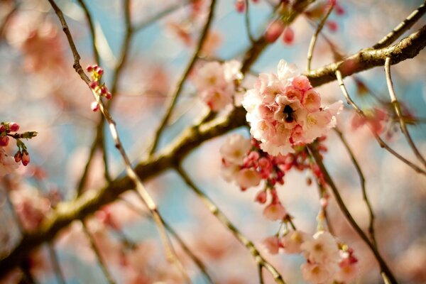 Fleur de cerisier sur une branche sur un fond de ciel