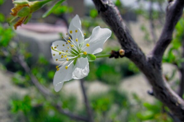 Flowering of the fruit tree in spring