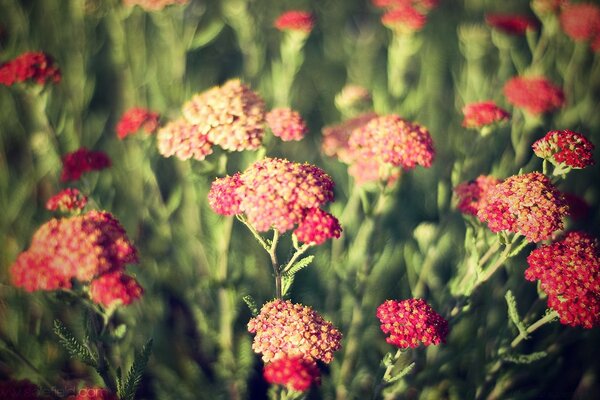 Nature printanière, fleurs de jardin