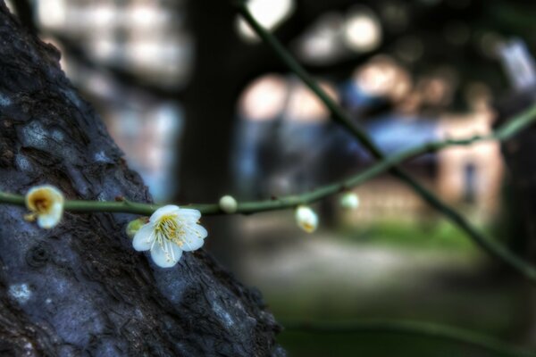 Frühlingsgarten auf verschwommenem Hintergrund