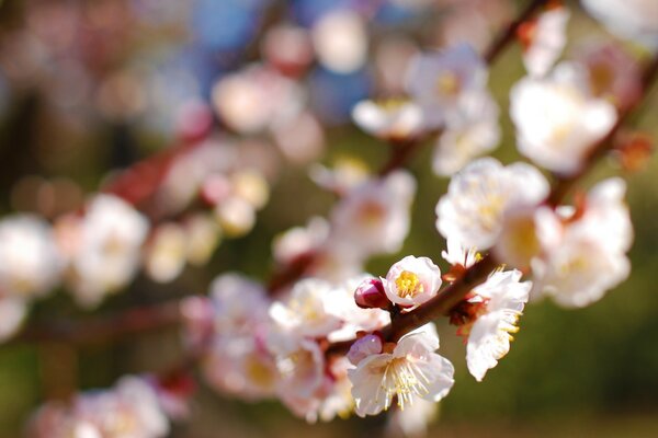 Blühende Bäume im Frühling. Blumen auf einem Ast