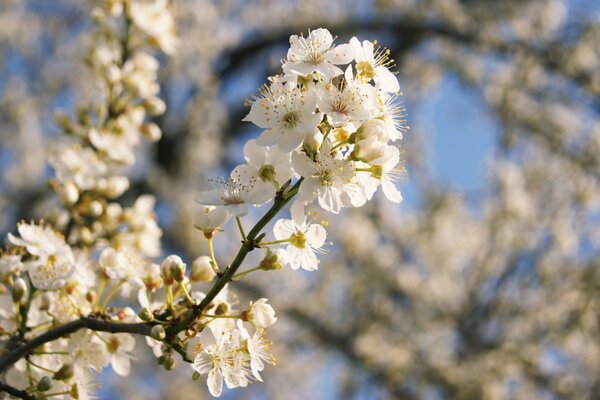 Primavera árbol flor de cerezo