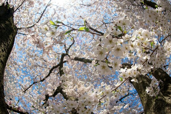 Flores de cerezo de primavera