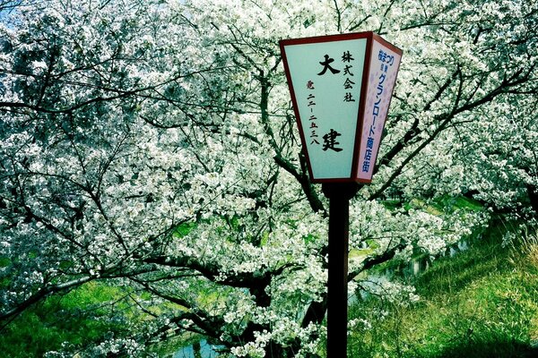 Spring trees, flower season