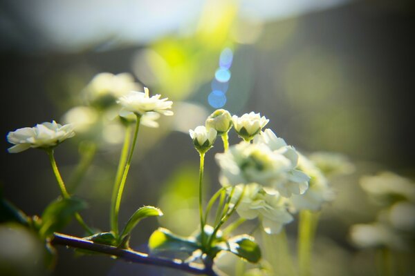 Weiße kleine Blüten im Frühling