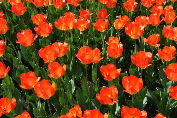 Flores rojas en el Jardín. Fondo