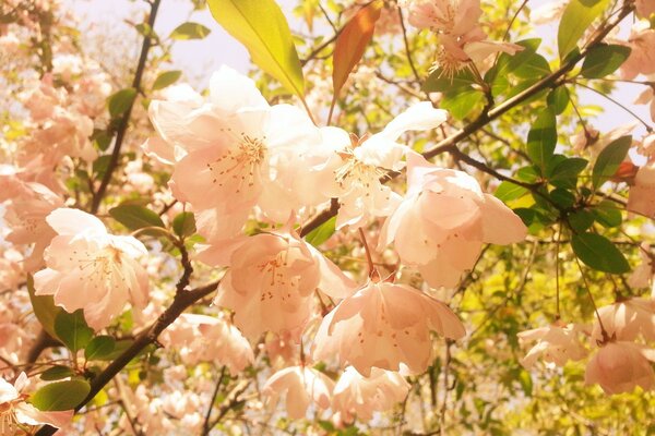 Hellrosa fast weiße Blüten viele Blütenblätter auf dünnen Zweigen mit grünen kleinen Blättern