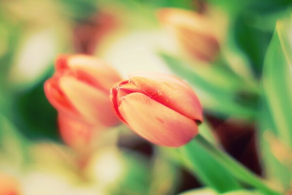 Tulipas cor-de-rosa da primavera em um fundo desfocado