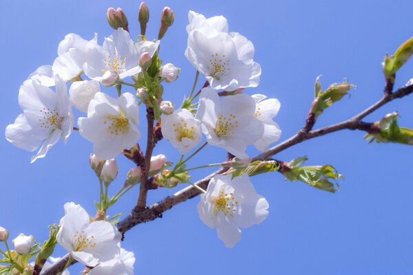 Nature branch in apple blossom