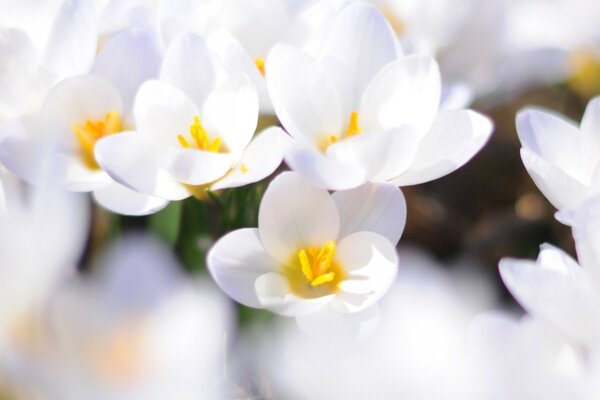 Spring flowers snowdrops of pale white color