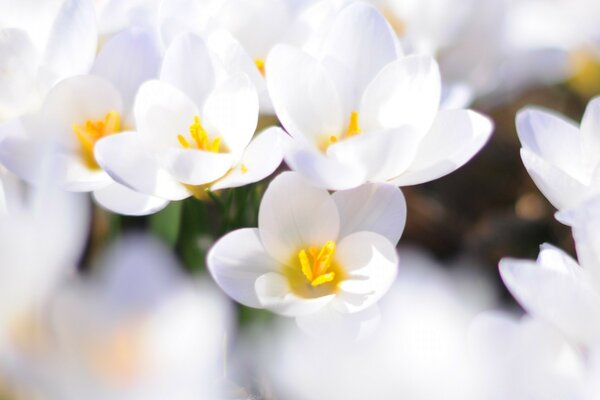 Весенние цветы подснежники нежно белого цвета