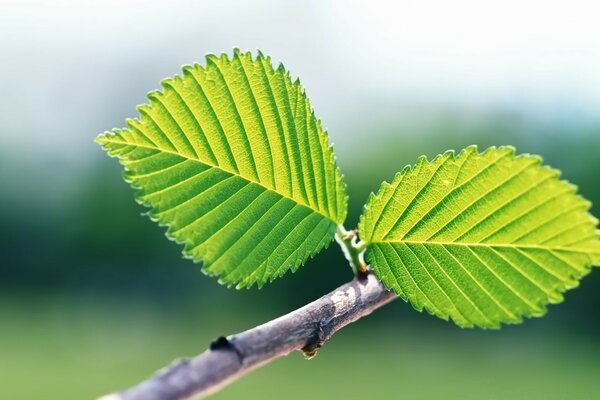 Deux feuilles vertes sur une branche