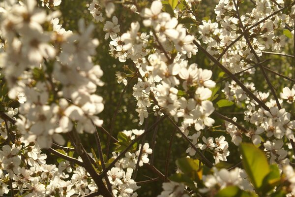 Cherry orchard in fragrant spring