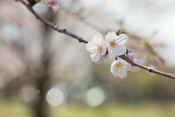 A sprig of cherry blossoms in nature