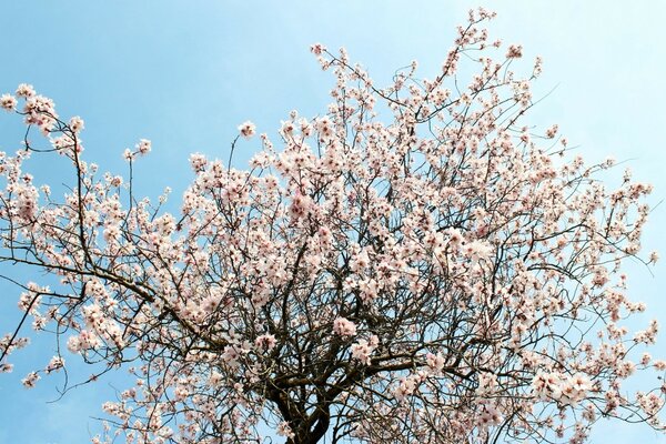 Cherry blossom tree. Rose tree against the sky