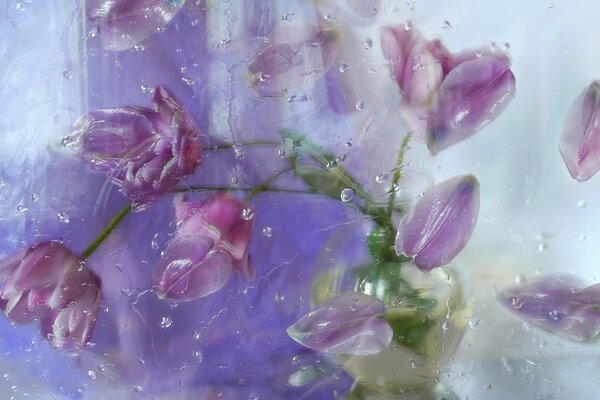 Fiori primaverili della natura estiva