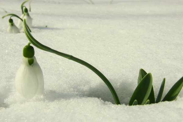 Eine Blume im Schnee. Schneeglöckchen haben sich aus dem Schnee gelöst