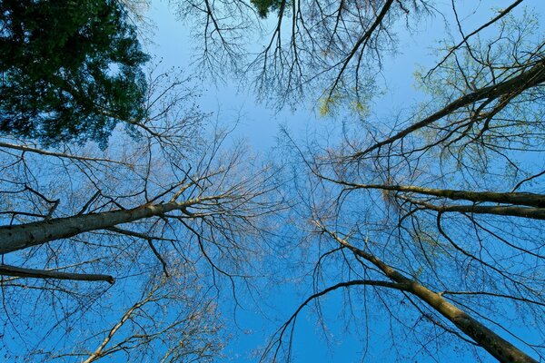 La foresta primaverile inizia a risvegliarsi