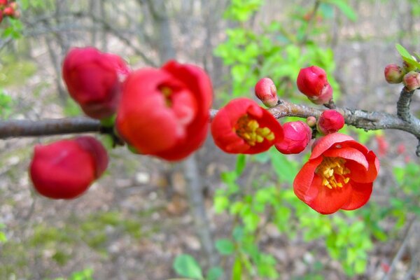 Spring garden tree in flowers