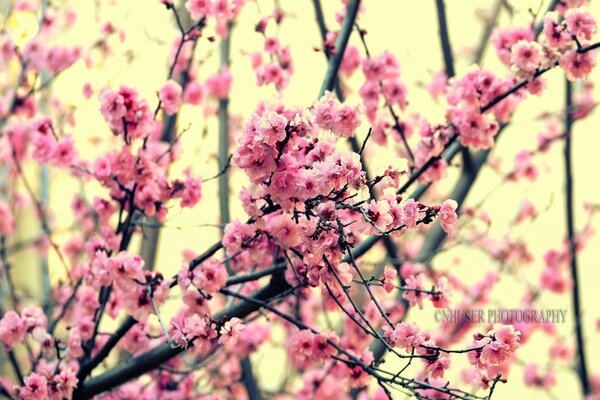 Sehr schöne Kirschblüte